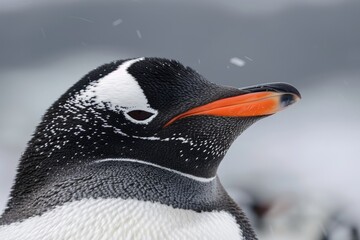 Antarctic Penguin Face: Closeup Portrait of a Gentoo Penguin on the Peninsula with Profile Head Shot - obrazy, fototapety, plakaty