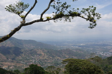 Ast tropischer Bau mit Epiphyten Aufsitzerpflanzen mit Blick in Berglandschaft bei Escazú in den Bergen bei San José in Costa Rica