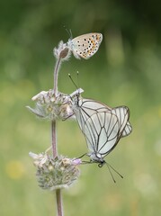 Photos of various spotted butterflies feeding on flowers