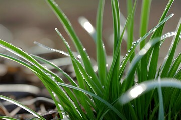 Spring Morning Dew On Grass Blades