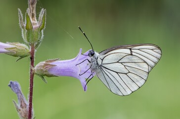 Photos of various spotted butterflies feeding on flowers