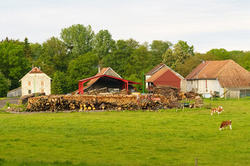 Rustic Countryside Farm With Firewood Pile and Grazing Cows