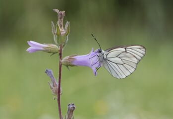 Photos of various spotted butterflies feeding on flowers