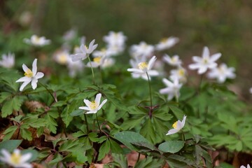 white flowers