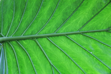 green leaf texture