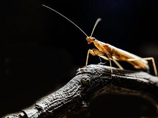 grasshopper on a branch