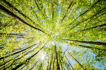 a view up into the trees direction sky - sustainability picture - stock photo - sunstar