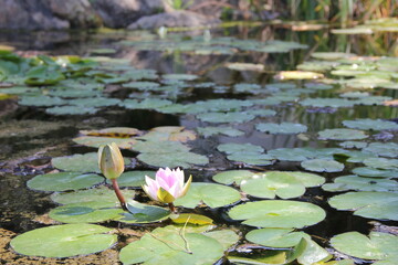 pink water lily