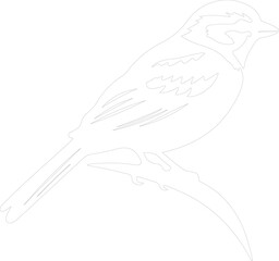 American tree sparrow outline