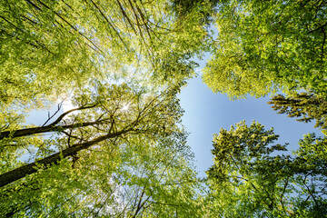 Fototapeta premium a view up into the trees direction sky - sustainability picture - stock photo - sunstar