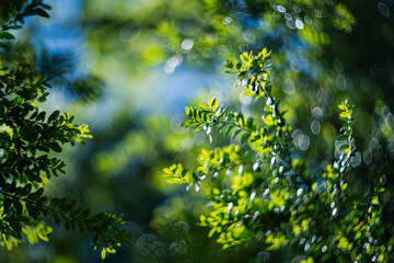 Close up of green leaves of boxwood, shallow depth of field, and blur bokeh effect with vintage lens