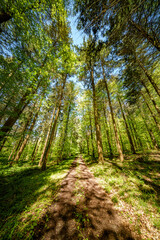 Sunshine filters through trees on woodland path, creating dappled shade - sustainability picture - stock photo - sunstar