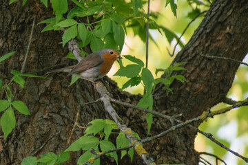 european robin in the tree