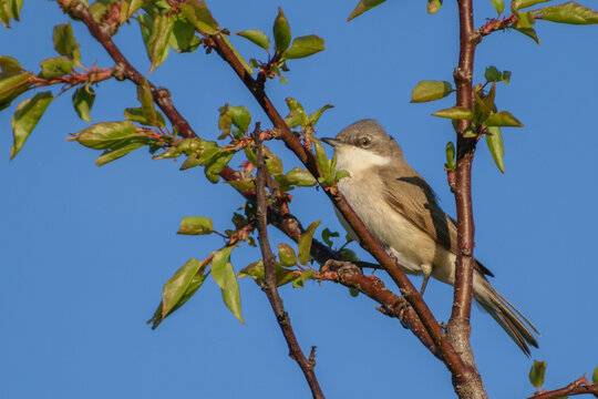 lesser whitethroat on a branch