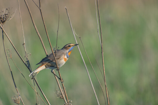 bluethroat in the forest