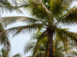 Fototapeta premium palm tree