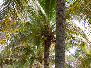 palm tree