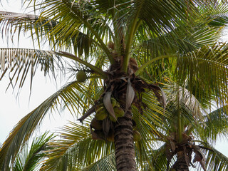 palm tree