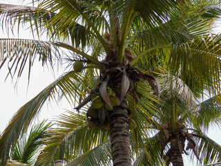 palm tree