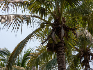 palm tree