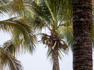 palm tree