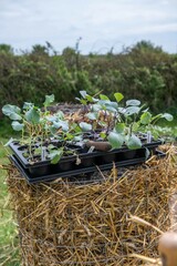 Anzucht, Anbau Kohlpflanzen im Blumentopf
