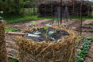 Kartoffelturm im Garten mit Kohlrabi bepflanzen, Gartenarbeit, Jungpflanze eingraben
