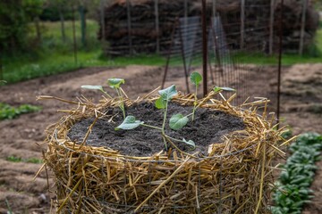 Kartoffelturm im Garten mit Kohlrabi bepflanzen, Gartenarbeit, Jungpflanze eingraben
