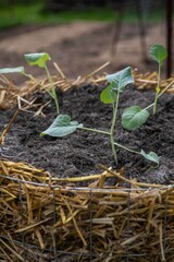 Kartoffelturm im Garten mit Kohlrabi bepflanzen, Gartenarbeit, Jungpflanze eingraben
