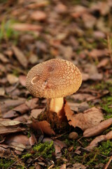 mushroom in the forest