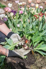 Im Frühjahr Tulpen aus dem Beet entfernen, Frühblüher, Gartenarbeit
