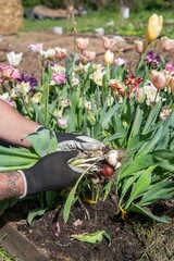 Im Frühjahr Tulpen aus dem Beet entfernen, Frühblüher, Gartenarbeit
