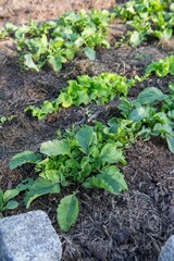 Gemüsebeet mit Rasenschnitt mulchen, Gartenarbeit, Selbstversorgung
