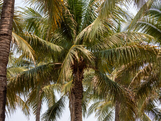 palm tree