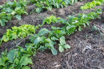 Gemüsebeet mit Rasenschnitt mulchen, Gartenarbeit, Selbstversorgung

