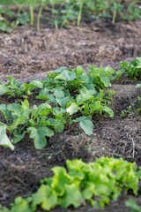 Gemüsebeet mit Rasenschnitt mulchen, Gartenarbeit, Selbstversorgung
