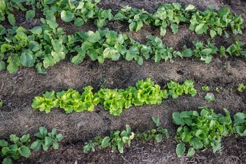 Gemüsebeet mit Rasenschnitt mulchen, Gartenarbeit, Selbstversorgung
