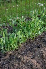 Gemüsebeet mit Rasenschnitt mulchen, Gartenarbeit, Selbstversorgung

