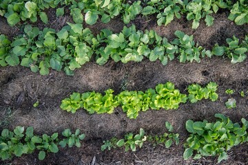 Gemüsebeet mit Rasenschnitt mulchen, Gartenarbeit, Selbstversorgung
