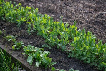 Gemüsebeet mit Rasenschnitt mulchen, Gartenarbeit, Selbstversorgung
