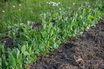 Gemüsebeet mit Rasenschnitt mulchen, Gartenarbeit, Selbstversorgung
