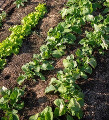 Gemüsebeet mit Rasenschnitt mulchen, Gartenarbeit, Selbstversorgung
