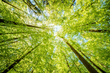 a view up into the trees direction sky - sustainability picture - stock photo - sunstar