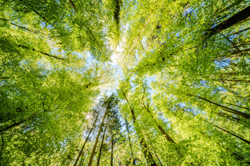 a view up into the trees direction sky - sustainability picture - stock photo - sunstar