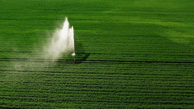 Aerial view of irrigation system rain guns sprinkler on agricultural wheat field helps to grow plants in the dry season, increases crop yields. agricultural irrigation land farm.