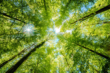 a view up into the trees direction sky - sustainability picture - stock photo - sunstar