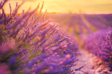 Lavender bushes closeup. Lavender field macro. Blooming artistic blurred meadow, colorful travel...