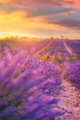 Lavender bushes closeup. Lavender field macro. Blooming artistic blurred meadow, colorful travel...