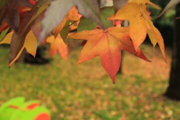autumn leaves on the ground, foliage 