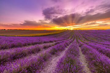 Wonderful nature landscape, amazing sunset scenery with blooming lavender flowers. Moody sky,...